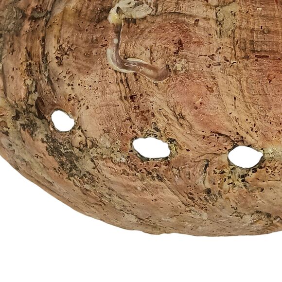 Vintage Large Abalone Shell Seashell Shiny Green Blue Yellow Pink Silver 8"x6" - Picture 10 of 12